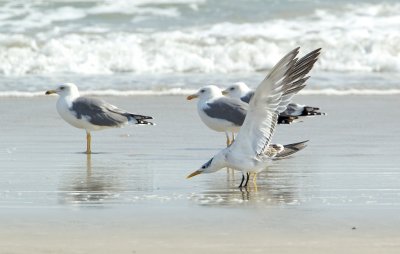 Grote Kuifstern/Swift Tern