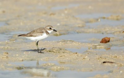 Woestijnplevier/Greater Sand Plover