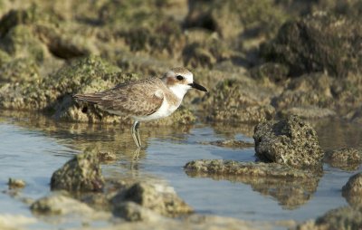 Woestijnplevier/Greater Sand Plover