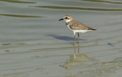 Woestijnplevier/Greater Sand Plover