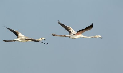 Flamingo/Greater Flamingo