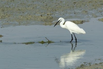 Kleine Zilverreiger/Little Egret