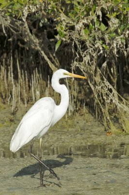 Grote Zilverreiger/Great Egret