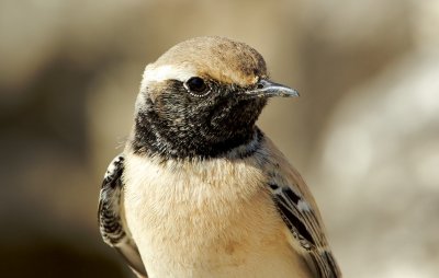 Woestijntapuit/Desert Wheatear