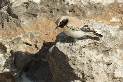 Woestijntapuit/Desert Wheatear