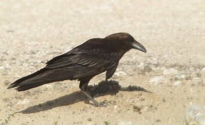 Bruinnekraaf/Brown-necked Raven