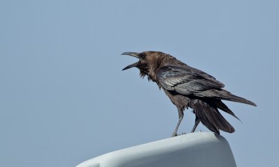 Bruinnekraaf/Brown-necked Raven