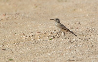 Witbandleeuwerik/Greater Hoopoe-Lark