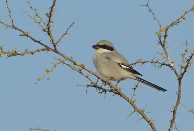 Zuidelijke Klapekster/Southern Grey Shrike