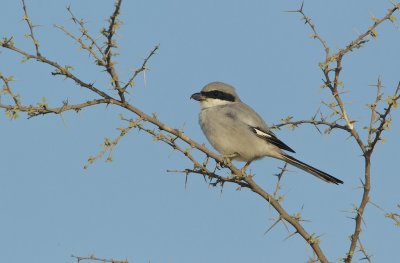 Zuidelijke Klapekster/Southern Grey Shrike