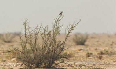 Zuidelijke Klapekster/Southern Grey Shrike