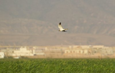 Steppekiekendief/Pallid Harrier