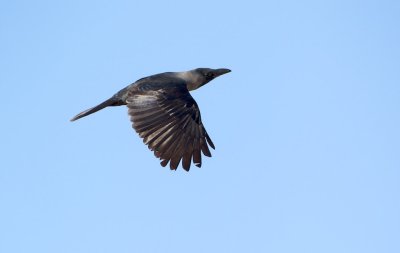 Huiskraai/House Crow