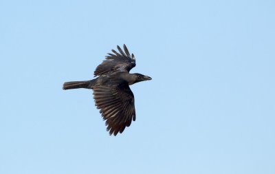 Huiskraai/House Crow