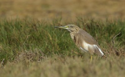 Ralreiger/Squacco Heron