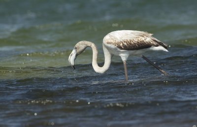 Flamingo/Greater Flamingo