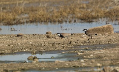 Sporenkievit/Spur-winged Plover