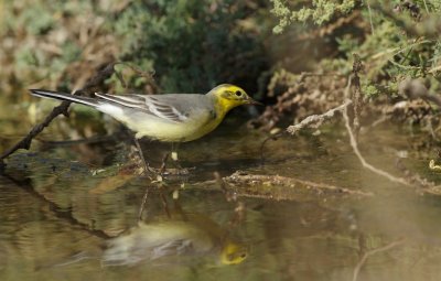 Citroenkwikstaart/Citril Wagtail