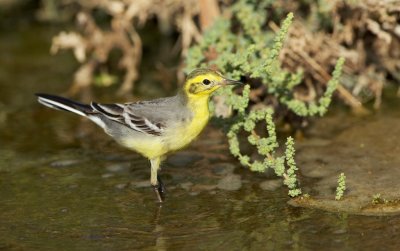 Citroenkwikstaart/Citril Wagtail