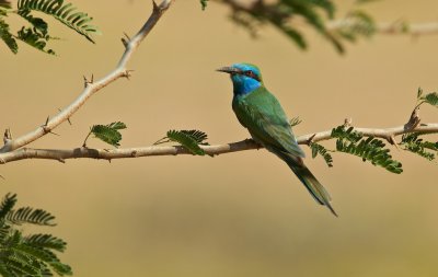 Kleine Groene Bijeneter/Green Bee-eater