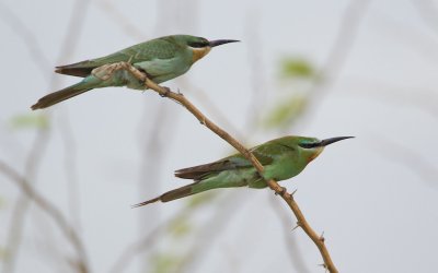 Groene Bijeneter/Blue-cheeked Bee-eater