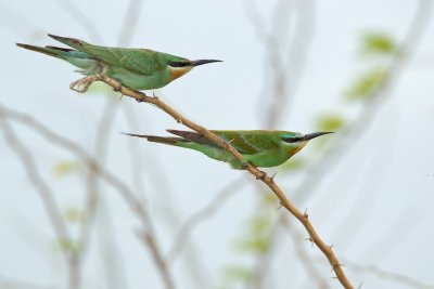 Groene Bijeneter/Blue-cheeked Bee-eater