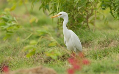 Koereiger/Cattle Egret