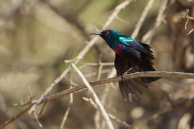 Glanshoningzuiger/Shining Sunbird