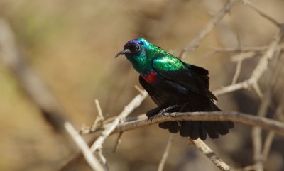 Glanshoningzuiger/Shining Sunbird