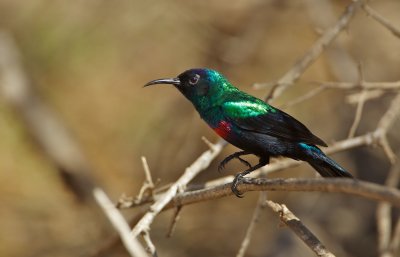 Glanshoningzuiger/Shining Sunbird