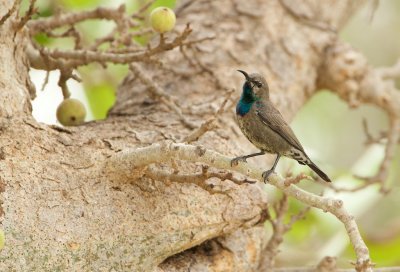 Glanshoningzuiger/Shining Sunbird