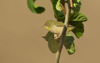 Abbesijnse Brilvogel/White breasted white-eye