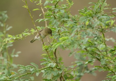 Rppell-wever/Rppell's Weaver