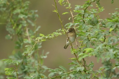 Rppell-wever/Rppell's Weaver