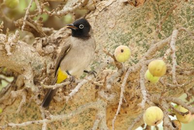 Arabische Buulbuul/White-spectacled Bulbul