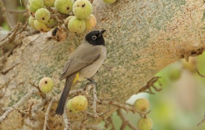 Arabische Buulbuul/White-spectacled Bulbul