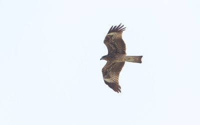 Geelsnavelwouw/Yellow-billed Kite