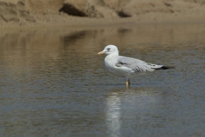 Dunbekmeeuw/Slender-billed Gull