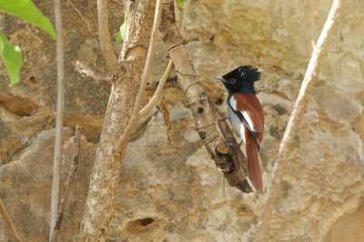 Afrikaanse Paradijsmonarch/African Paradise Flycatcher