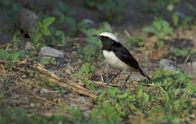 Arabische Tapuit/South Arabian Wheatear