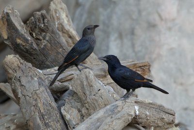 Tristrams Spreeuw/Tristram's Starling