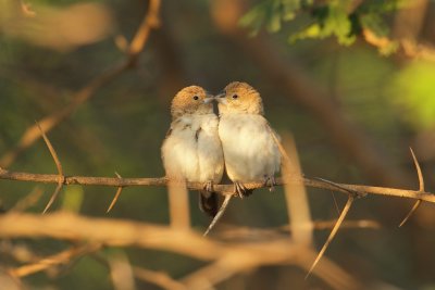 Zilverbekje/African Silverbill