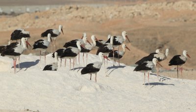 Ooievaar/ White Stork