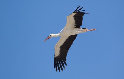Ooievaar/ White Stork