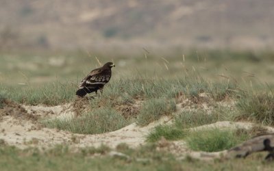 Bastaardarend/Greater Spotted Eagle