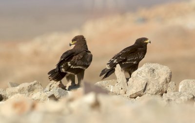 Bastaardarend/Greater Spotted Eagle