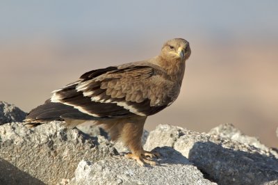 Steppearend/Steppe-eagle