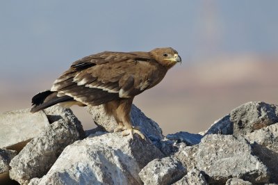 Steppearend/Steppe-eagle