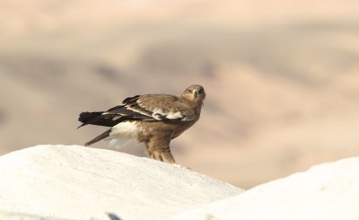 Steppearend/Steppe-eagle