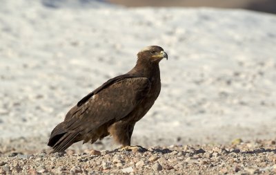 Steppearend/Steppe-eagle